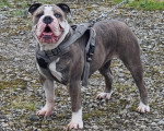 Un Olde English Bulldogge tenu en laisse sur des gravillons