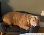 Un Olde English Bulldogge allongé à l'intérieur d'un panier