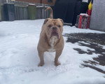 Un Olde English Bulldogge sur une surface enneigée