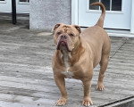 Un Olde English Bulldogge sur un plancher 