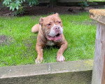 Un Olde English Bulldogge allongé sur un terrain herbeux