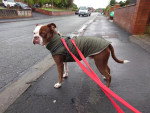 Un Olde English Bulldogge sur le trottoir 