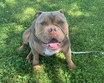 Un Olde English Bulldogge sur un terrain herbeux