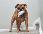 Un Olde English Bulldogge tenant un tissu blanc dans sa gueule