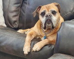 Un Olde English Bulldogge allongé sur un canapé