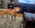 Un Olde English Bulldogge sur un tapis et portant un collier autour du cou