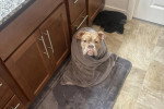 Un Olde English Bulldogge assis sur un tapis et recouvert d'une serviette 