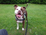 Un Olde English Bulldogge sur un terrain herbeux