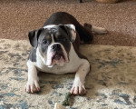 Un Olde English Bulldogge allongé et regardant vers la caméra