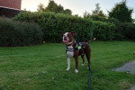 Un Olde English Bulldogge sur une surface herbacée