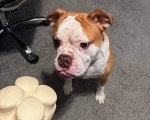 Un Olde English Bulldogge assis sur une moquette