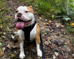 Un Olde English Bulldogge assis sur un sentier