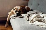 Un Olde English Bulldogge allongé sur un canapé