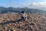 Un Olde English Bulldogge assis sur un terrain pierreux 