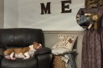 Un Olde English Bulldogge allongé sur un canapé