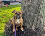 Un Olde English Bulldogge assis près d'un arbre