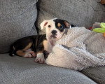 Un Olde English Bulldogge allongé sur un canapé