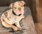 Un Olde English Bulldogge assis à l'intérieur d'un panier