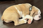 Un Olde English Bulldogge allongé sur un plancher et portant un collier autour du cou