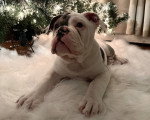 Un Olde English Bulldogge allongé sur une touffe poilu