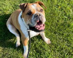 Un Olde English Bulldogge assis sur un terrain herbeux et tenu en laisse
