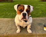 Un Olde English Bulldogge assis sur un muret et portant un collier autour du cou