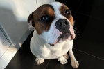 Un Olde English Bulldogge assis  et regardant vers la caméra