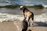 Un Olde English Bulldogge au bord de la mer