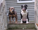Deux Olde English Bulldogge sur un escalier
