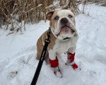 Un Olde English Bulldogge assis sur une surface enneigée