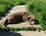 Un Olde English Bulldogge allongé sur un sentier