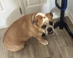 Un Olde English Bulldogge assis sur un plancher 