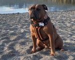 Un Olde English Bulldogge assis sur une surface sableuse et portant un harnais