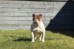 Un Olde English Bulldogge sur un terrain herbeux