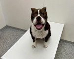 Un Olde English Bulldogge assis sur une table