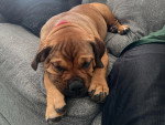 Un Olde English Bulldogge allongé sur un canapé
