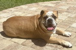 Un Olde English Bulldogge allongé et tirant la langue