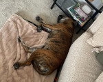 Un Olde English Bulldogge allongé sur une moquette et semblant dormir