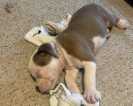 Un chiot Olde English Bulldogge allongé sur une moquette et semblant dormir