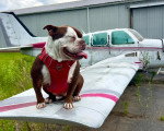 Un Olde English Bulldogge assis sur l'aile d'un avion