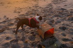 Un Olde English Bulldogge sur une surface sableuse 