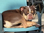 Un Olde English Bulldogge allongé sur une chaise