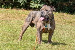 Un Olde English Bulldogge sur un terrain herbeux