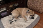Un Olde English Bulldogge allongé sur un panier