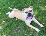 Un Olde English Bulldogge allongé sur un terrain herbeux