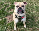 Un Olde English Bulldogge assis sur un terrain herbeux et portant un harnais