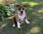 Un Olde English Bulldogge assis sur une surface herbacée