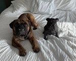 Un Olde English Bulldogge allongé sur un lit à côté d'une statut