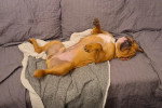 Un Olde English Bulldogge allongé de dos sur un canapé