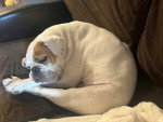 Un Olde English Bulldogge allongé sur un canapé